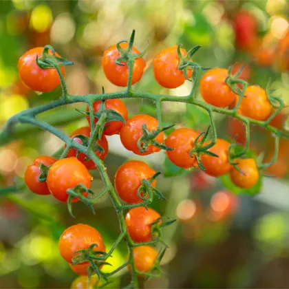 Paradajka kolíková Aprikola F1 - Solanum lycopersicum - predaj semien - 7 ks