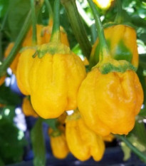 Chilli 7 Pot Bubblegum Yellow - Capsicum chinense - semená - 7 ks