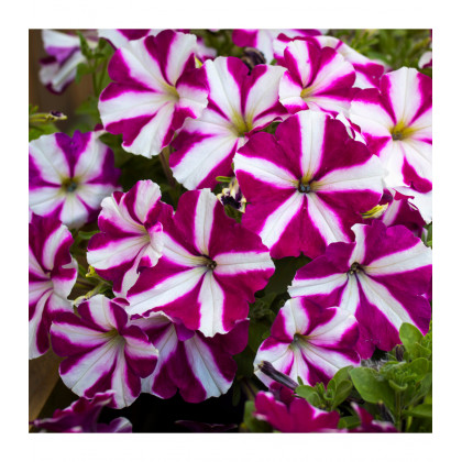 Petúnia Musica F1 Purple Star - Petunia x grandiflora - predaj semien - 30 ks