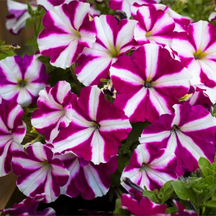 Petúnia Musica F1 Purple Star - Petunia x grandiflora - predaj semien - 30 ks