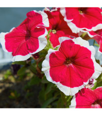 Petúnia Musica F1 Red Frost - Petunia x grandiflora - predaj semien - 30 ks