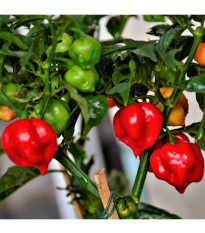 BIO Chilli Habanero červené - Capsicum chinense - predaj bio semien - 6 ks