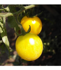 Paradajka Cerise žltá - Solanum lycopersicum - predaj semien paradajok - 10 ks