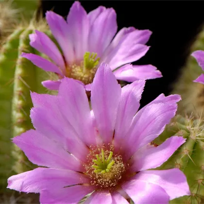 Kaktus - Echinocereus viereckii var. viereckii - predaj semien kaktusu - 6 ks