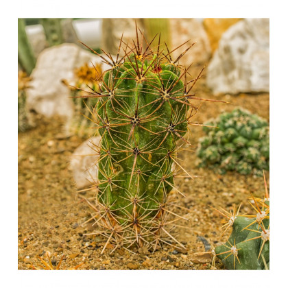 Ferokaktus - Ferokaktus alamosanus - predaj semien kaktusu - 6 ks