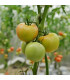 BIO Paradajka Heart of Gold - Solanum lycopersicum - predaj bio semien - 10 ks