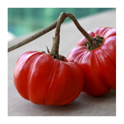 Okrasný baklažán Goyo - Solanum melongena - predaj semien - 10 ks
