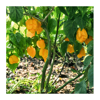 Chilli Carolina Reaper yellow - Capsicum chinense - predaj semien - 5 ks