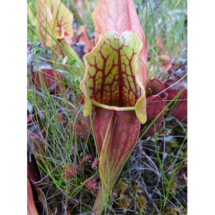 Špirlica purpurová - Sarracenia purpurea - predaj semien - 8 ks