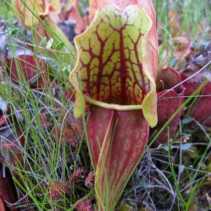 Špirlica purpurová - Sarracenia purpurea - predaj semien - 8 ks