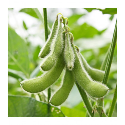 BIO Sója Hokkai Green - Glycine max - predaj bio semien - 20 ks