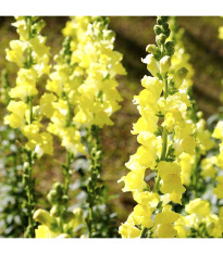 Papuľka väčšia žltá - Antirrhinum majus - predaj semien - 20 ks