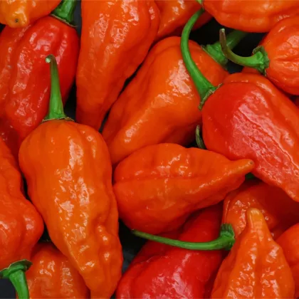 Chilli Bhut Jolokia oranžové - Capsicum chinense - predaj semien - 5 ks