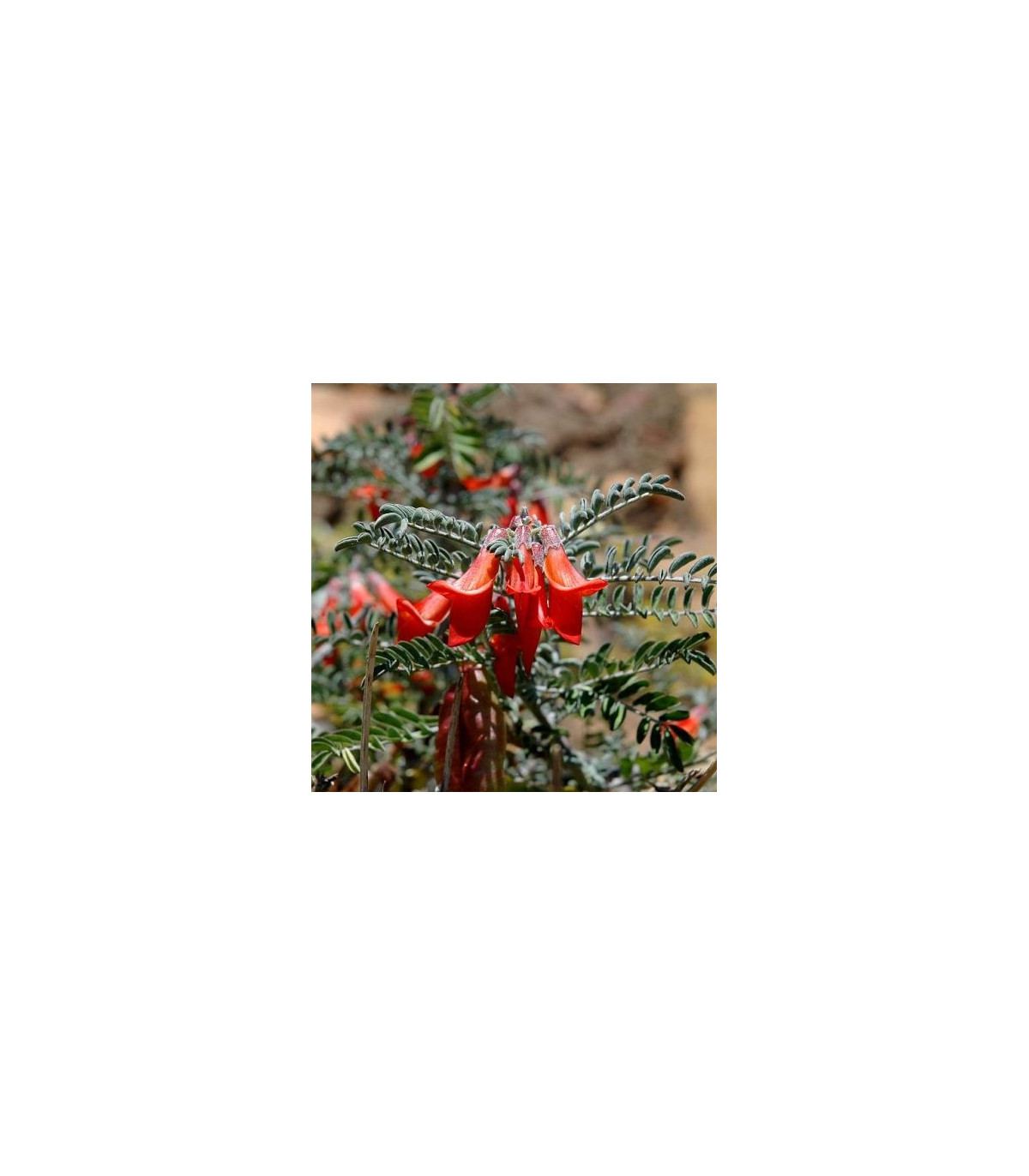 Africká bylina - Sutherlandia -semiačka - 4 ks