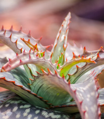 Aloe barbadensis - semiačka - 6 ks 