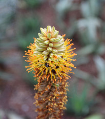 Aloe castanea - semiačka - 6 ks