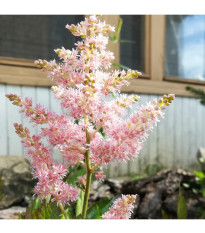 Astilba Peaches and Cream - Astilbe - predaj cibuľovín - 1 ks