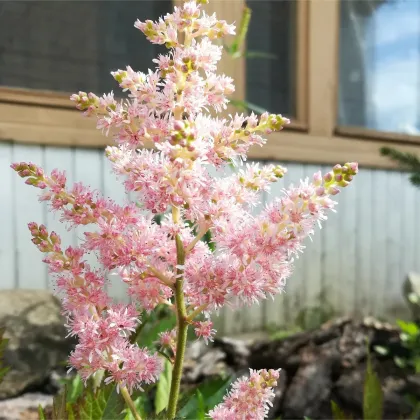 Astilba Peaches and Cream - Astilbe - predaj cibuľovín - 1 ks