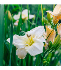 Ľaliovka White Temptation - Hemerocallis - predaj cibuľovín - 1 ks