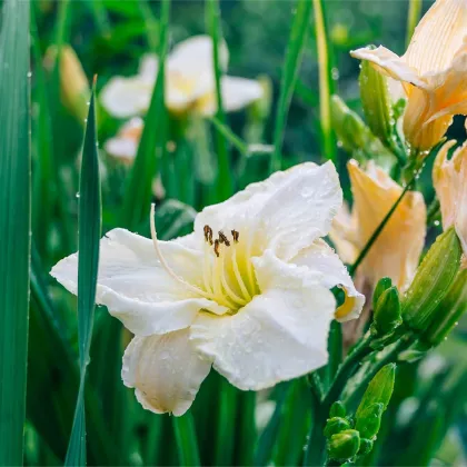 Ľaliovka White Temptation - Hemerocallis - predaj cibuľovín - 1 ks