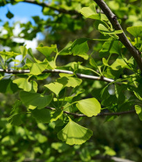 Ginko biloba - Ginkgo biloba - semiačka - 2 ks