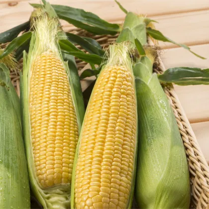 BIO Kukurica cukrová Golden Bantam - Zea mays - predaj bio semien - 16 ks