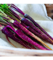 BIO Mrkva fialová Lila Lu SG - Daucus carota - predaj bio semien - 200 ks