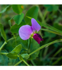 BIO Hrach cukrový Golden Sweet - Pisum sativum - predaj bio semien - 35 ks