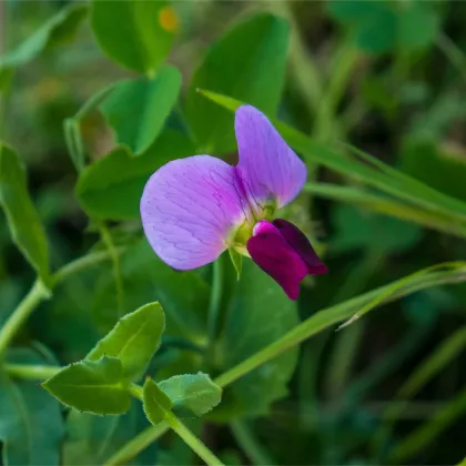 BIO Hrach cukrový Golden Sweet - Pisum sativum - predaj bio semien - 35 ks