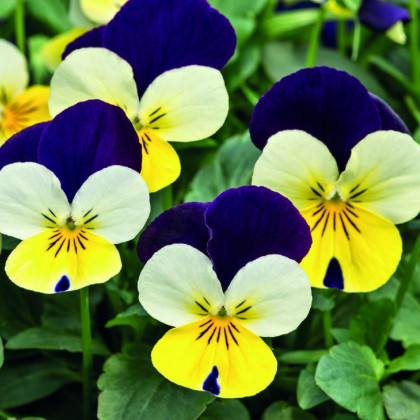 Fialka rohatá Lemon Purple Wing - Viola cornuta - predaj semien - 20 ks