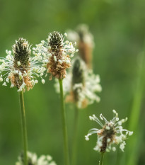 Skoroceľ kopijovitý - Plantago lanceolata - semiačka - 0,2 g