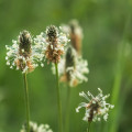 Skoroceľ kopijovitý - Plantago lanceolata - semiačka - 0,2 g