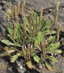 Skoroceľ Minutina - Plantago coronopus - semiačka - 500 ks