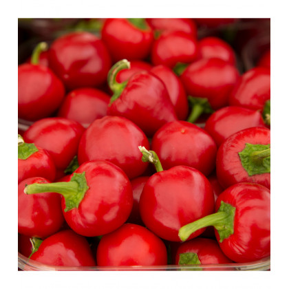 BIO Paprika Babybell červená - Capsicum annuum - predaj bio semien - 10 ks