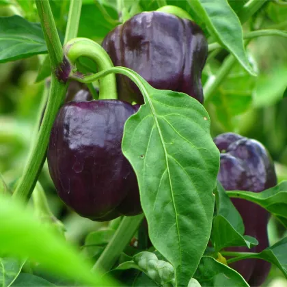 BIO Paprika Babybell chocolate - Capsicum annuum - predaj bio semien - 10 ks