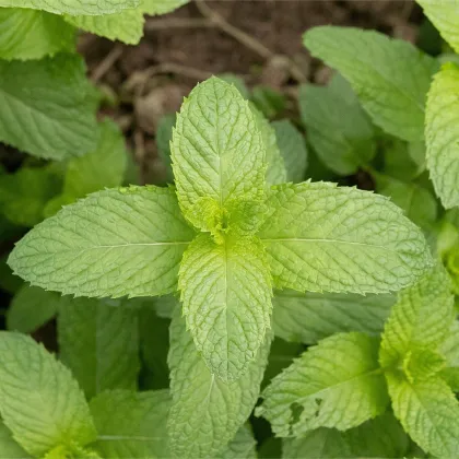 BIO Mäta klasnatá - Mentha viridis - predaj bio semien - 25 ks