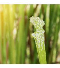 Špirlica bielolistá biela - Sarracenia leucophylla - predaj semien - 10 ks