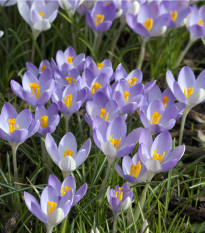 Krókus Tomasiniho Barrs Purple - Crocus Tommasinianus - predaj cibuľovín - 3 ks