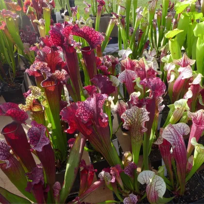 Špirlica mix - Sarracenia - predaj semien - 10 ks