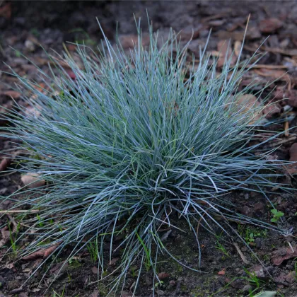 Kostrava Walliská Buddy Blue - Festuca valesiaca - predaj semien kostravy - 20 ks