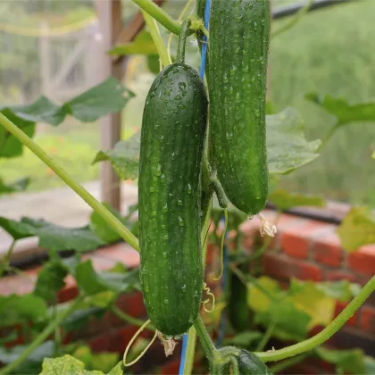 BIO Uhorka Picolino F1 - Cucumis sativus - predaj bio semien uhorky - 4 ks