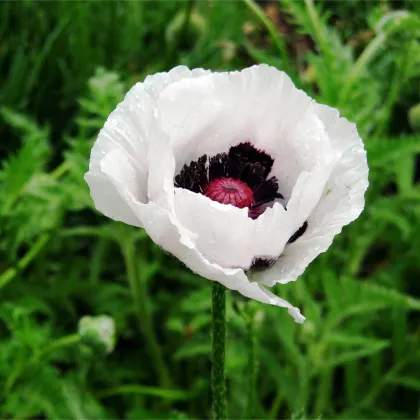 Mak východný Checkers - Papaver orientale - predaj semien - 50 ks