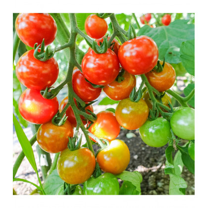BIO Paradajka koktailová Primavera - Solanum lycopersicum - predaj bio semien - 7 ks