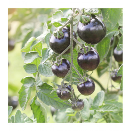 BIO paradajka Indigo Rose - Solanum lycopersicum - predaj bio semien - 7 ks