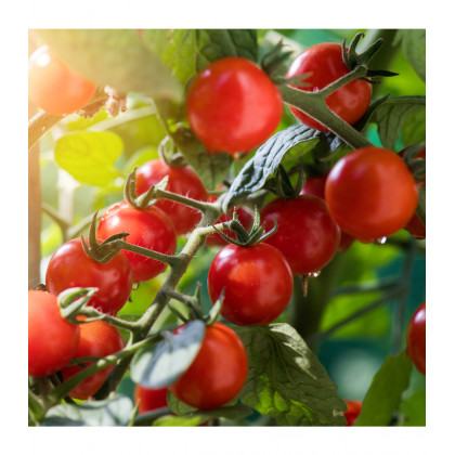 BIO Divoká paradajka Rote Murmel - Solanum pimpinellifolium - predaj bio semien - 6 ks