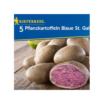 Sadbové zemiaky Blaue St. Galler - Solanum tuberosum - Kiepenkerl - 5 ks