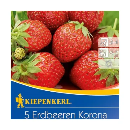 Jahoda Korona - Fragaria ananassa - voľnokorenné sadenice jahôd - 5 ks