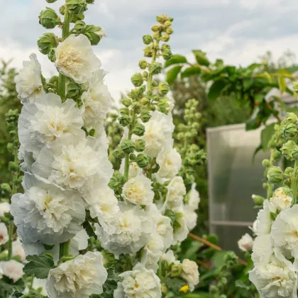 Topoľovka biela - Alcea - voľnokorenné sadeničky topoľovky -  1 ks