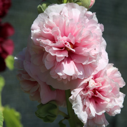 Topoľovka ružová - Alcea - voľnokorenné sadenice topoľovky -  1 ks