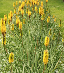 Fakľovka Minister Verschuur - Kniphofia - voľnokorenné sadenice fakľoviek - 1 ks